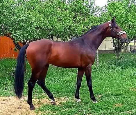 3 Years Stallion For Sale